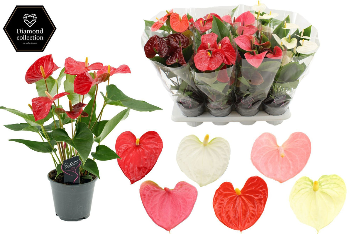 Anthurium mix 45cm 14cm Pot