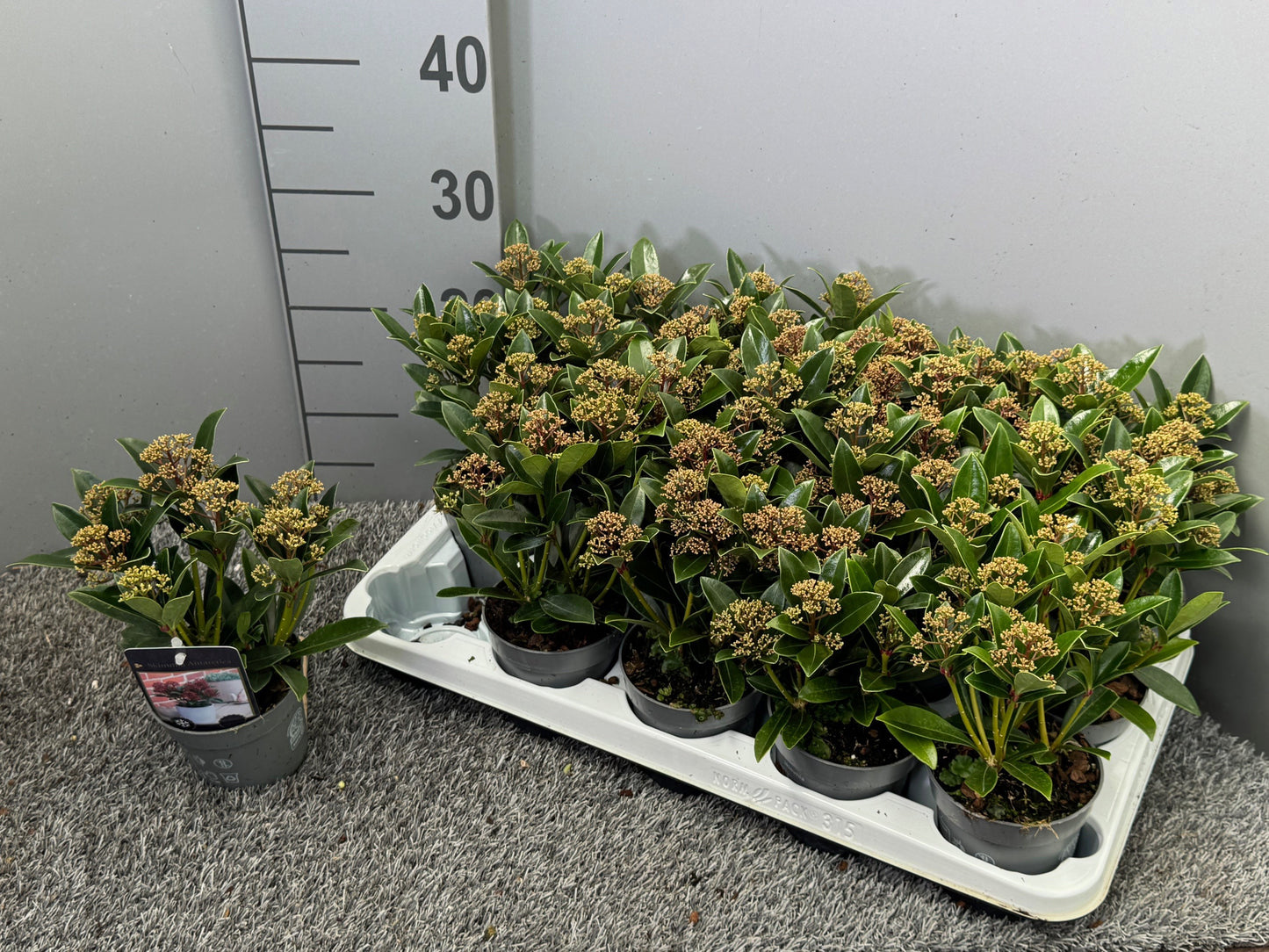 Bakhuijzen, J.W. Skimmia japonica Pack of 15