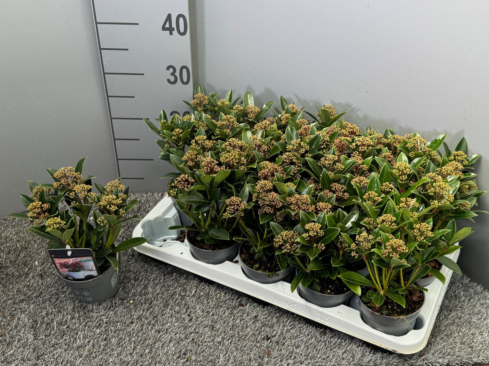 Bakhuijzen, J.W. Skimmia japonica Pack of 15