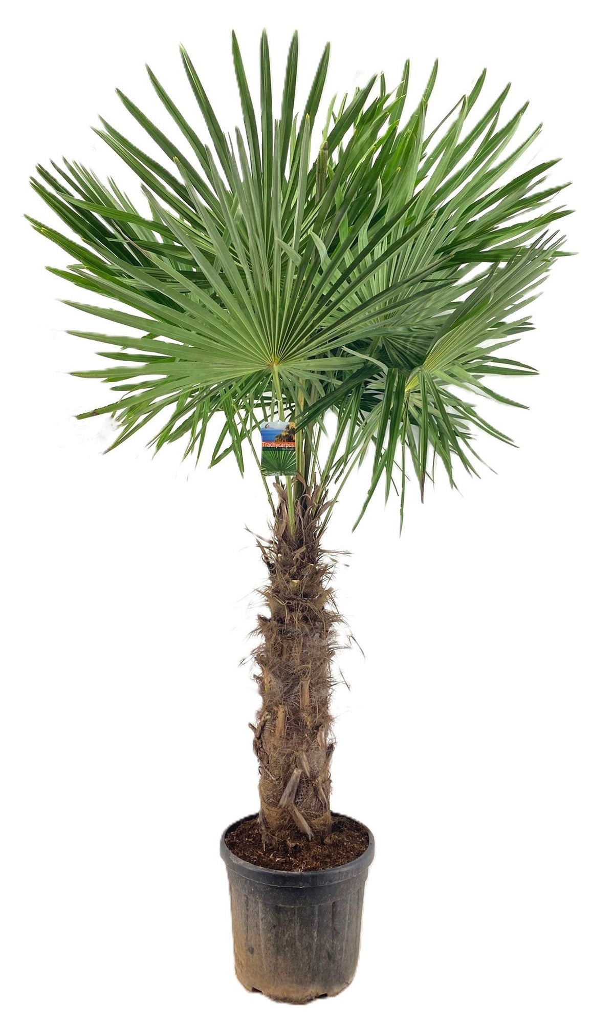 Trachycarpus fortunei 250cm 46cm Pot