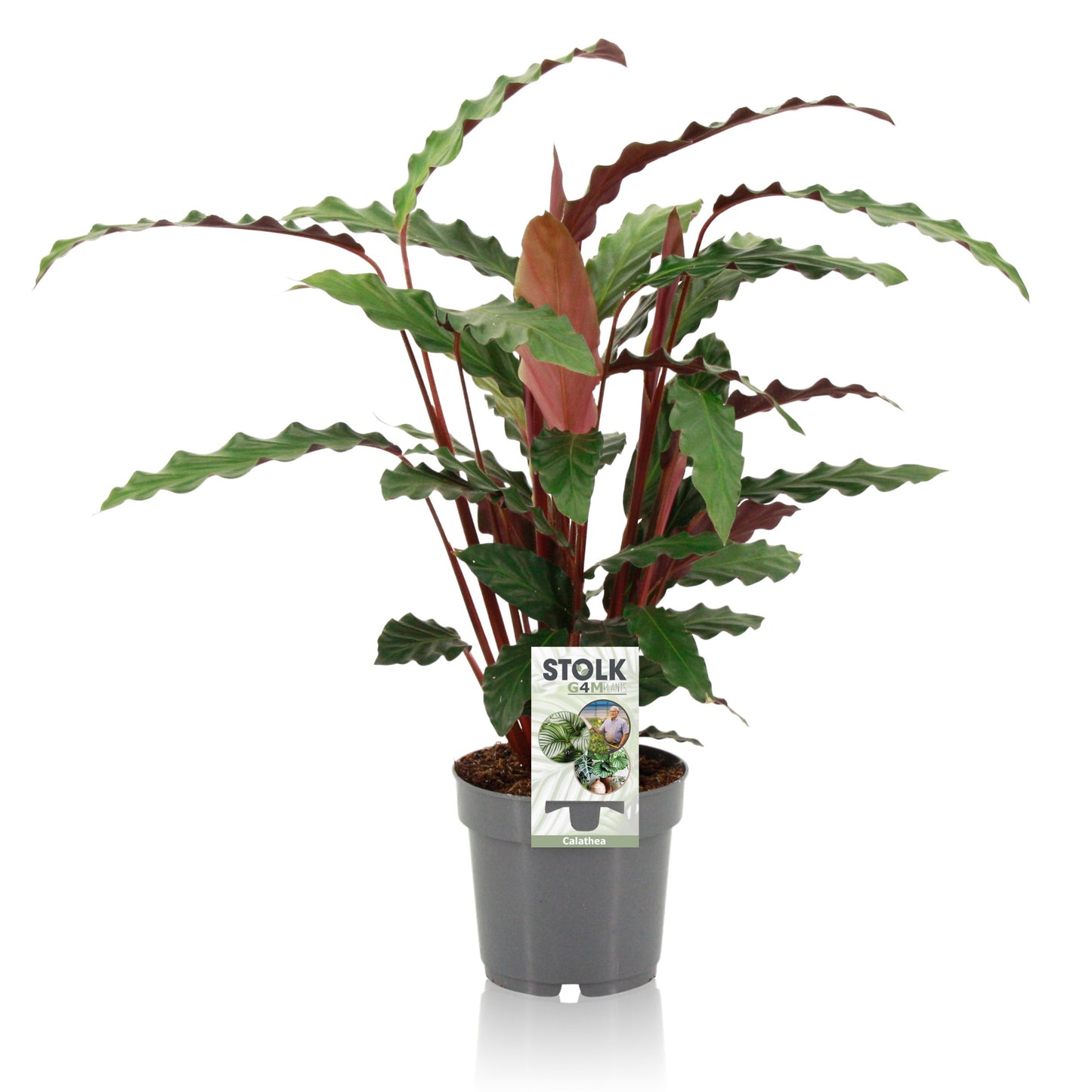 Calathea Rufibarba 45cm 14cm Pot