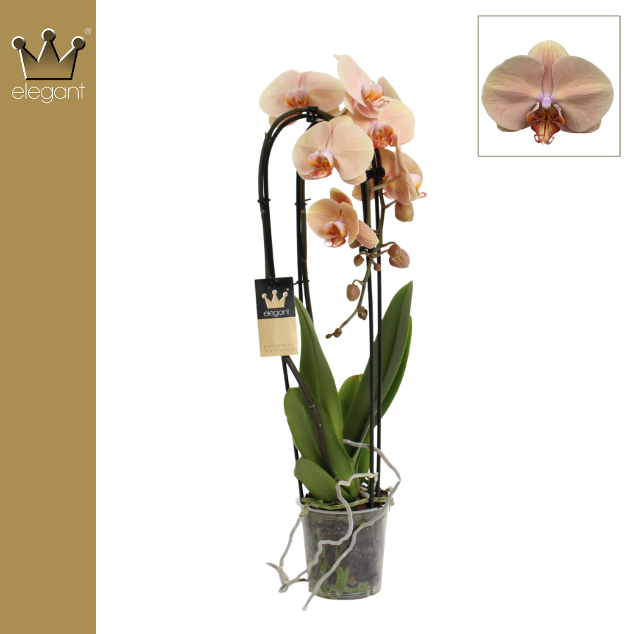 Phalaenopsis Elegant cascade 60cm 12cm Pot