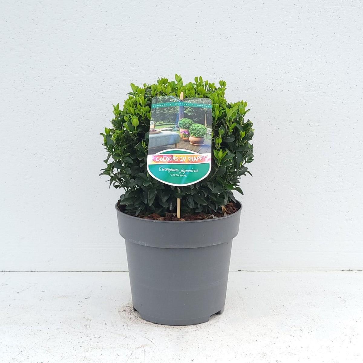 Euonymus Green Spire 40cm 23cm Pot