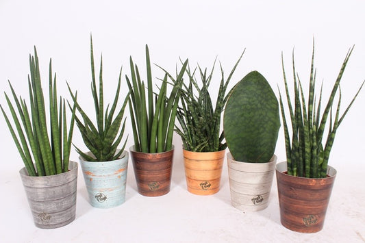 Fachjan BV Sansevieria cylindrica Pack of 10
