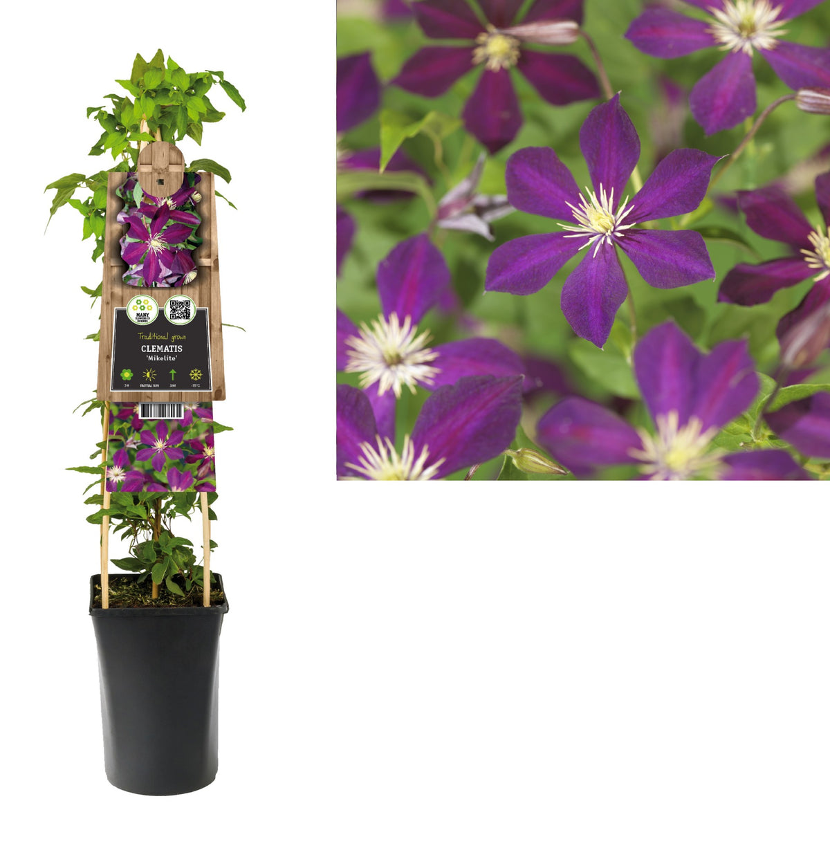 Clematis Mikelite 75cm 17cm Pot