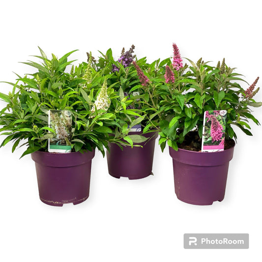 buddleja-butterfly-candy-mix-60cm-23cm-pot