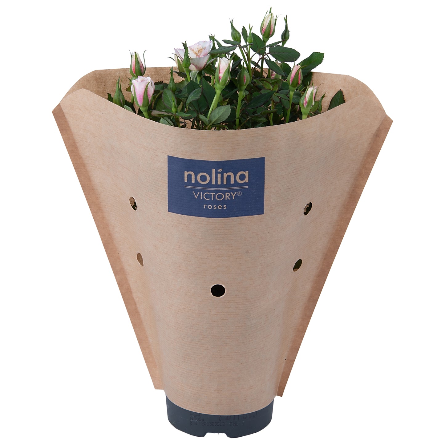 Rosa victory Piia 28cm 10.5cm Pot