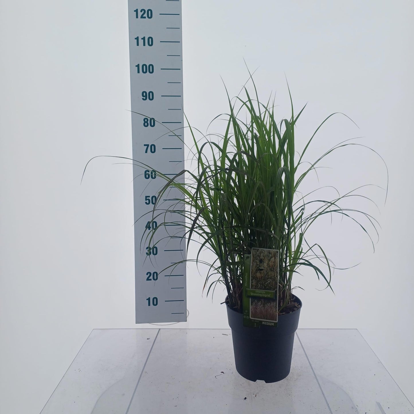Miscanthus sinensis 75cm 23cm Pot
