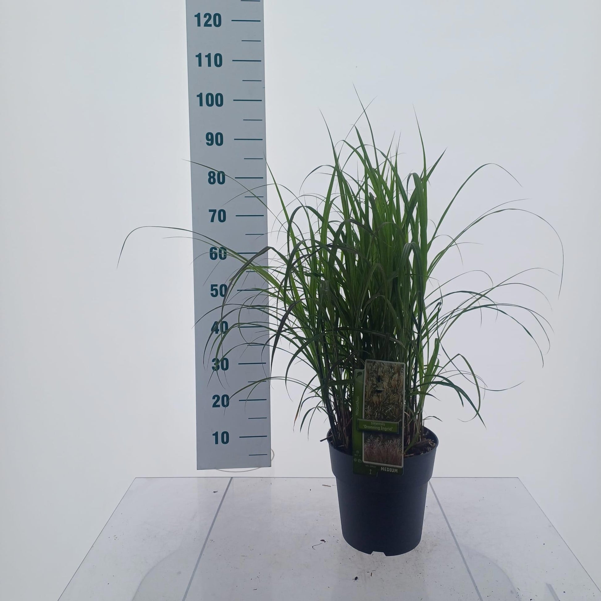 Miscanthus sinensis 75cm 23cm Pot