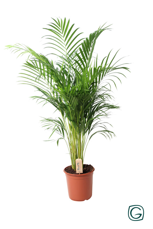 Dypsis lut. Areca 110cm 24cm Pot