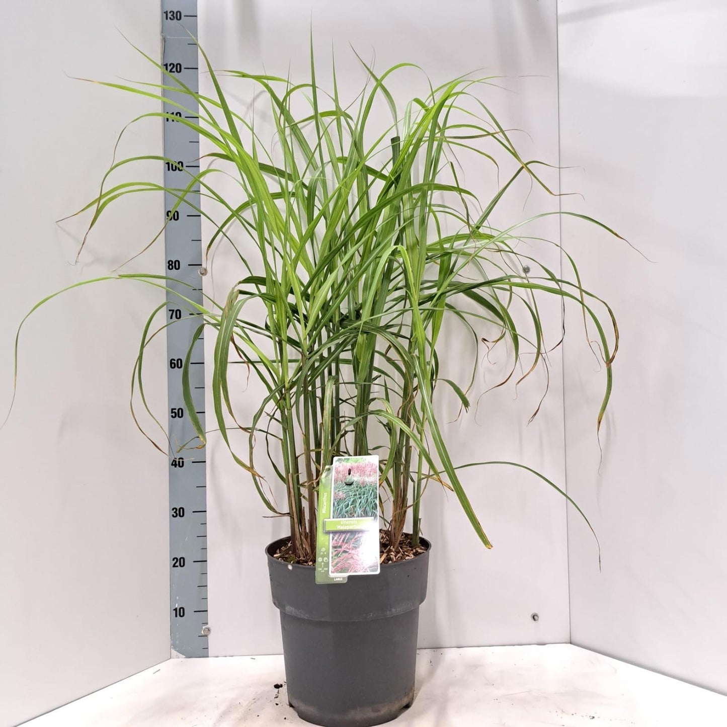 Miscanthus sin. Malepartus 115cm 29cm Pot
