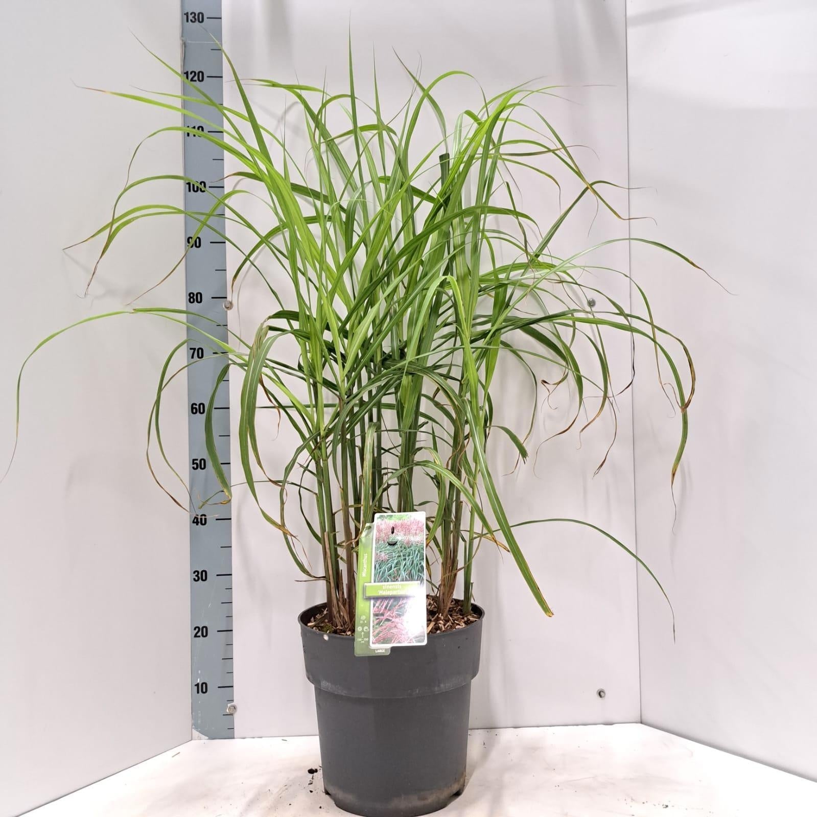 Miscanthus sin. Malepartus 115cm 29cm Pot