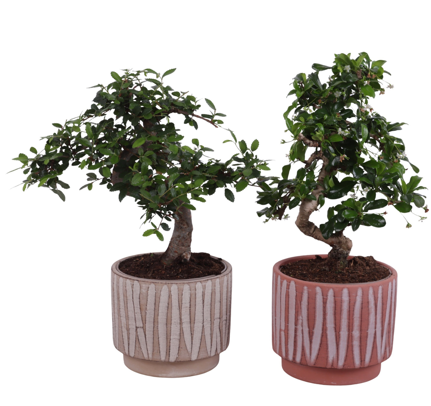 Bonsai mix 35cm 14cm Pot