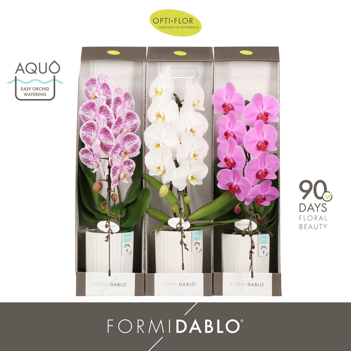 Phalaenopsis Formidablo white (+ drp.Lazio) 70cm 12cm Pot