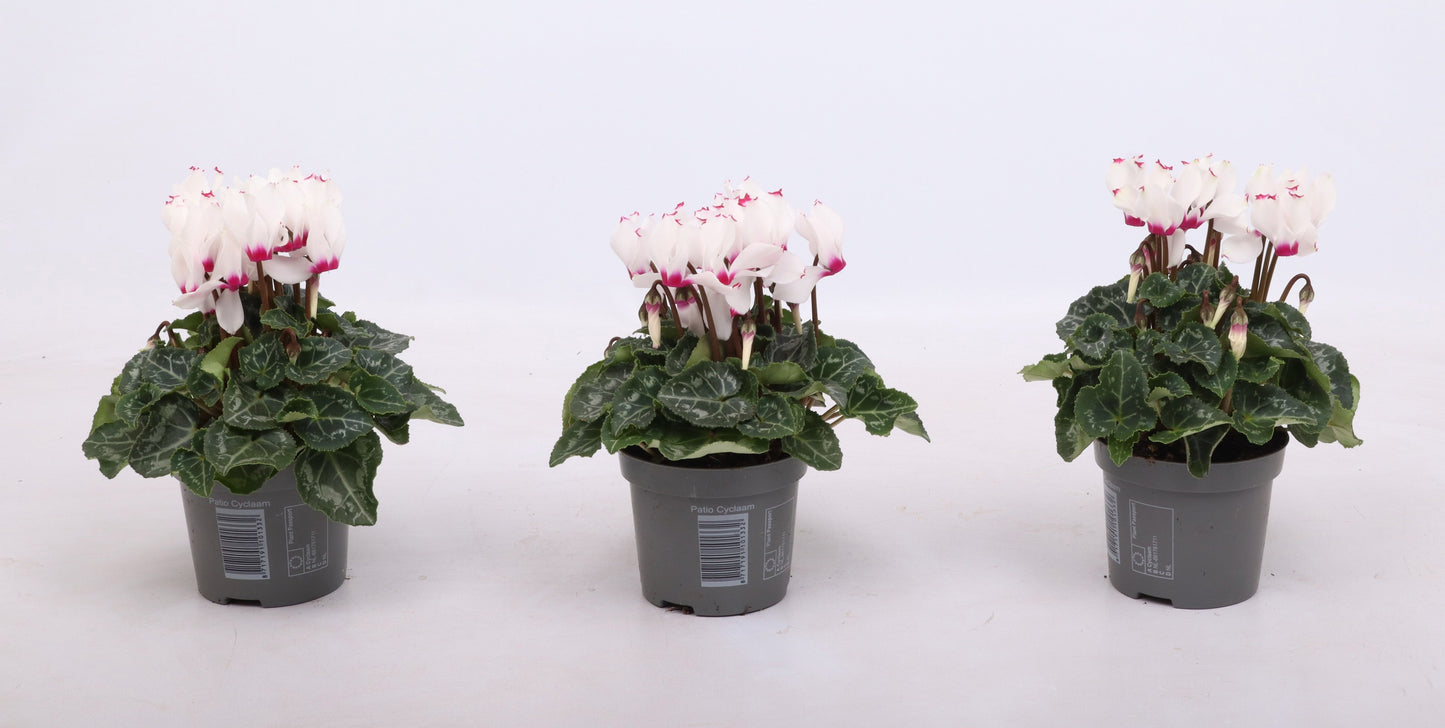 Cyclamen Metis Victoria 18cm 9cm Pot