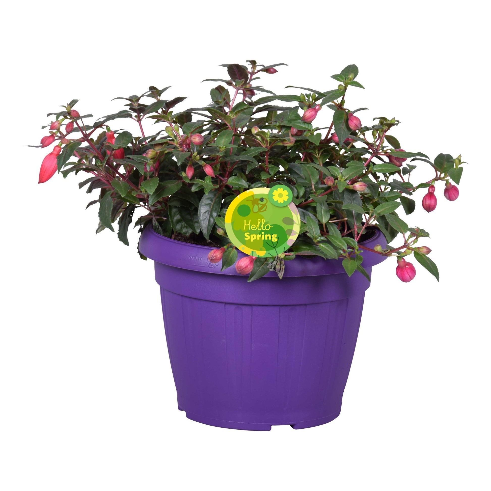 Fuchsia Bella Sacha 22cm 22cm Pot