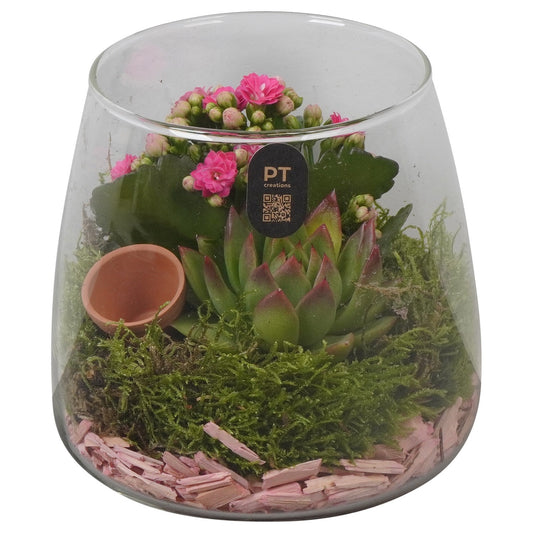 Indoor arrangement 15cm 14cm Pot