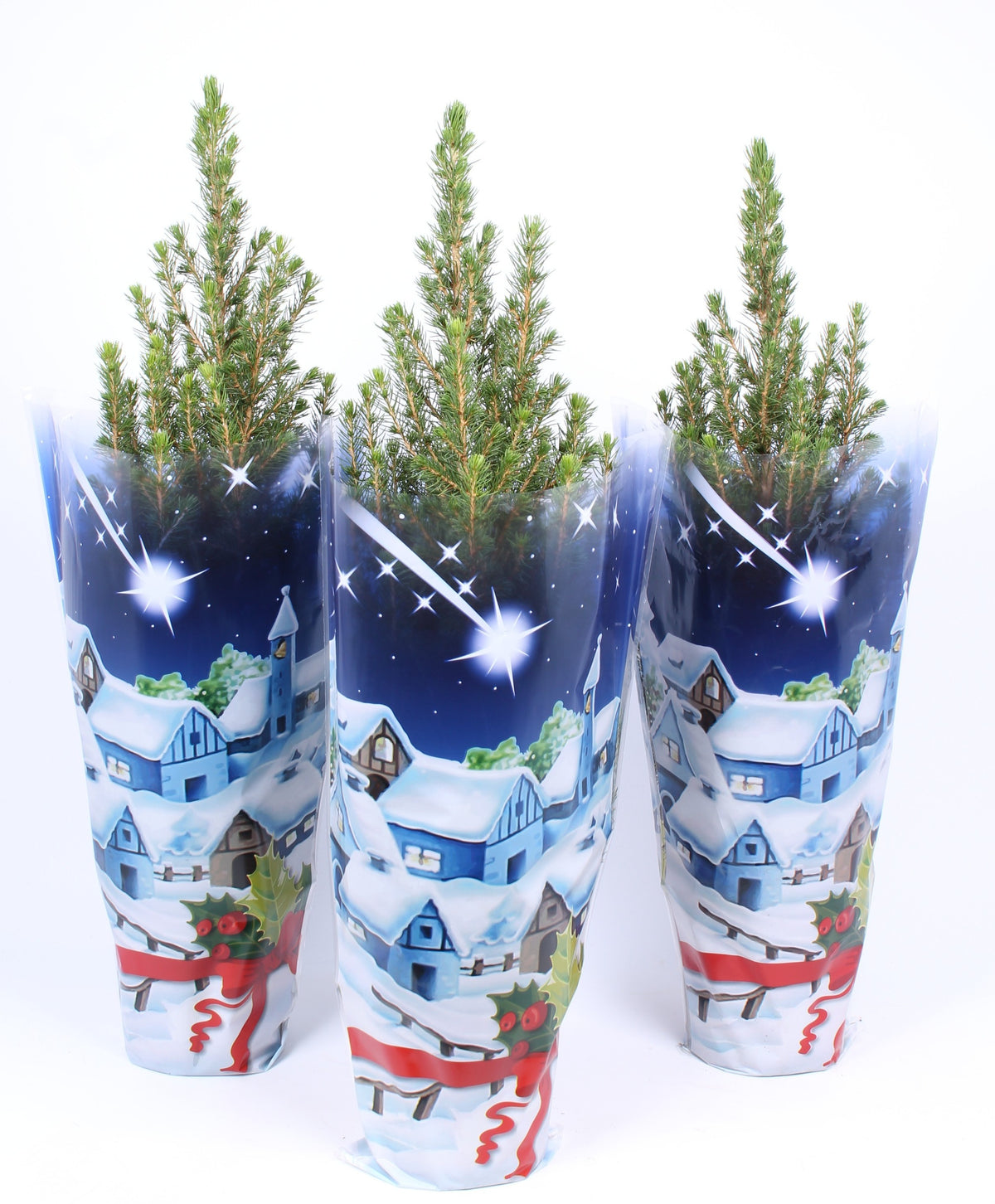 Picea glauca Conica 50cm 15cm Pot