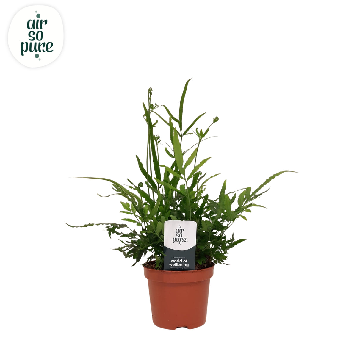 Pteris ensiformis 15cm 9cm Pot