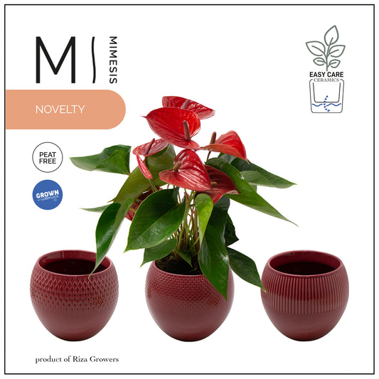 Anthurium Picanta Red 40cm 12cm Pot