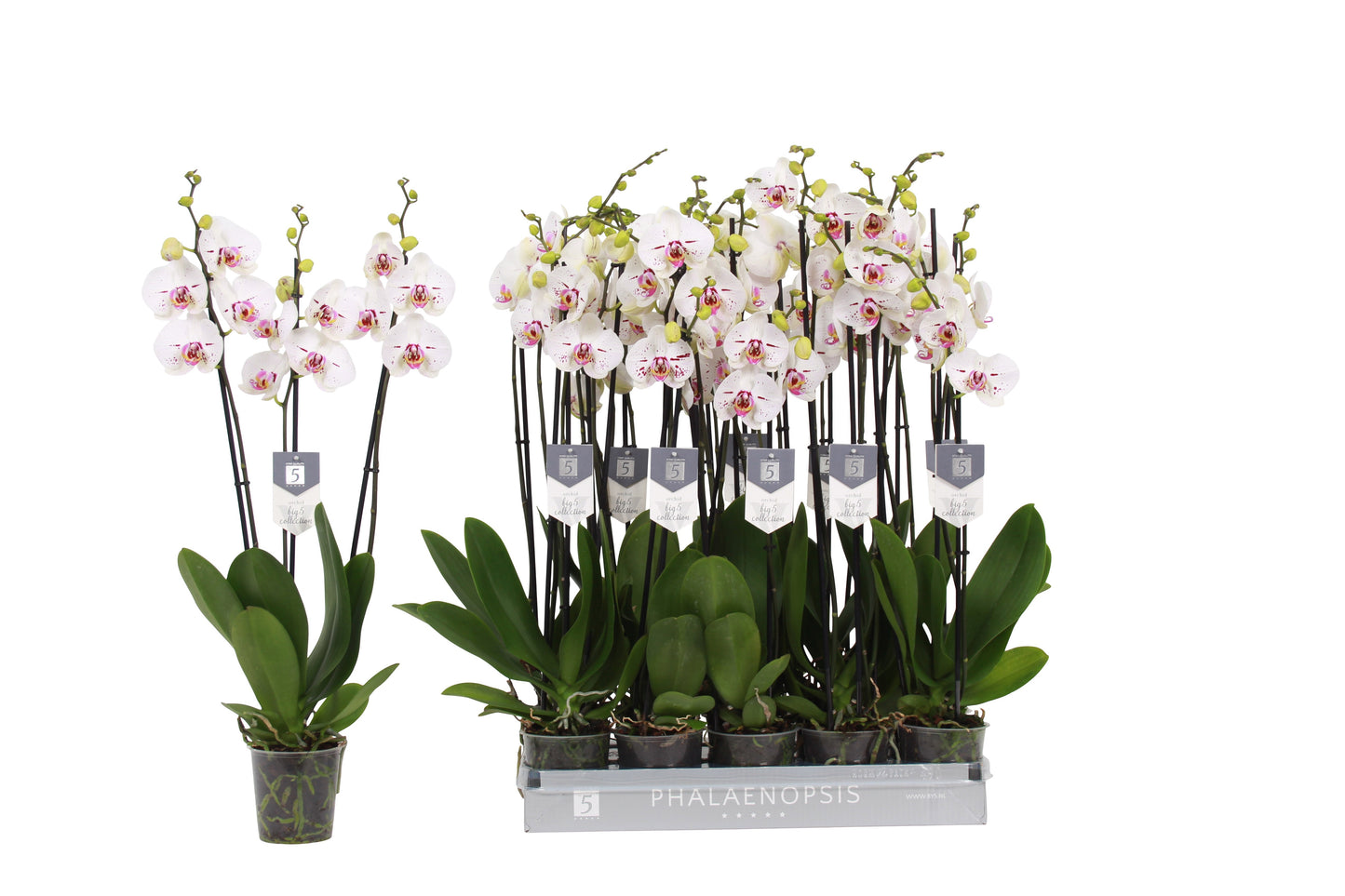 Phalaenopsis Allurion 70cm 12cm Pot