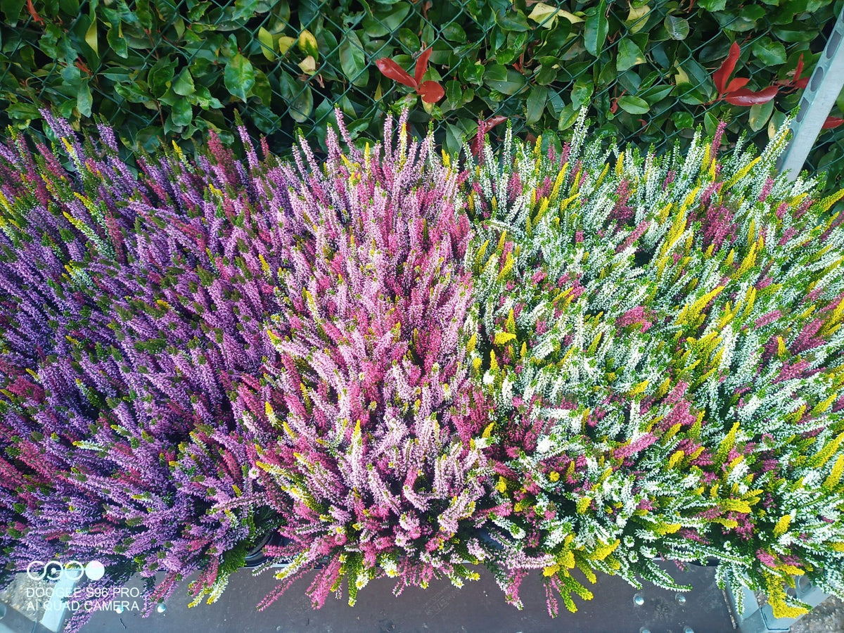 Calluna Beauty Ladies trio 30cm 10.5cm Pot