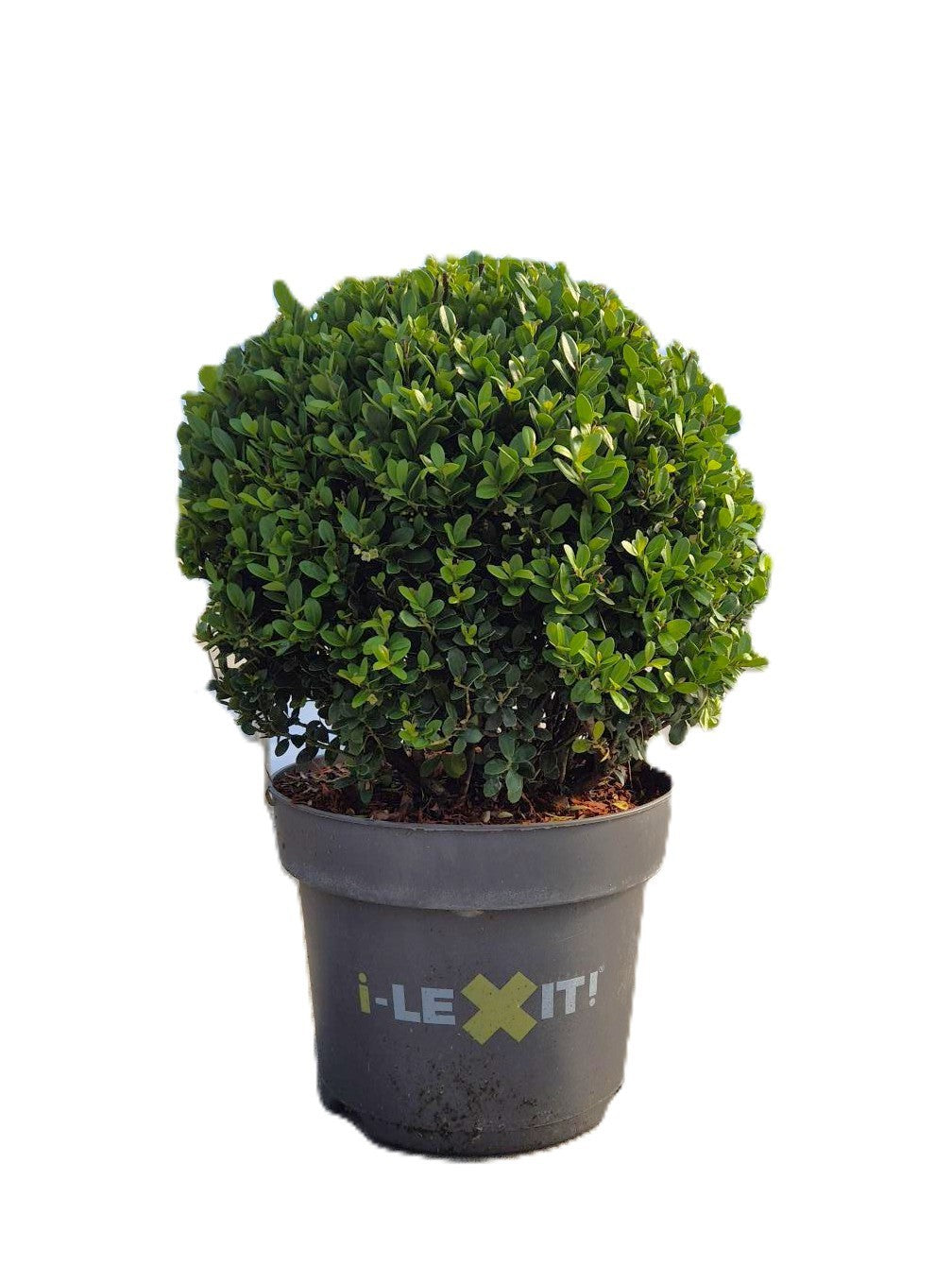 Ilex crenata Dark Green ball 45cm 26cm Pot