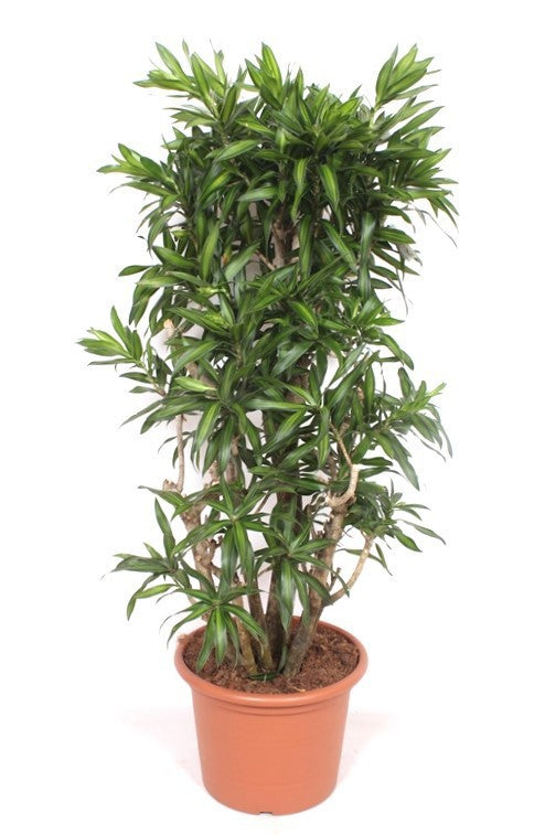 Dracaena ref. Song of Jamaica 140cm 40cm Pot