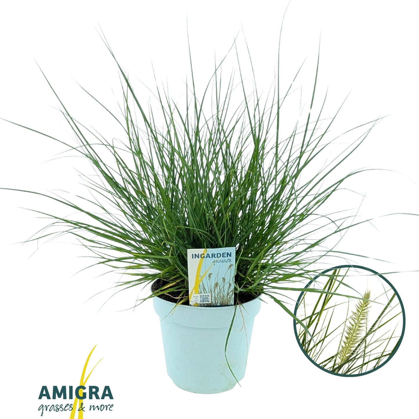 Pennisetum Little Hameln 50cm 17cm Pot
