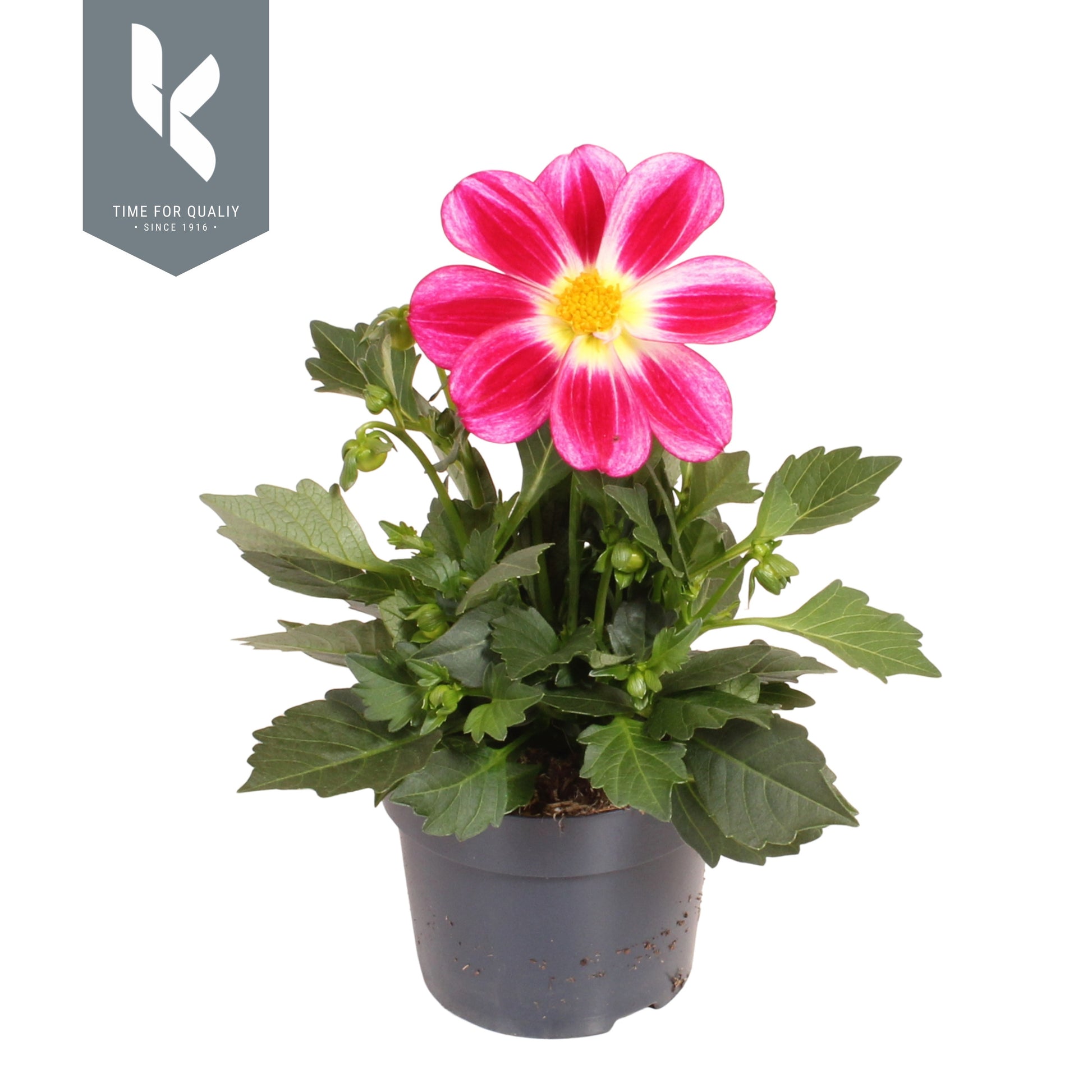 Dahlia Summerbees Purple Bicolor 25cm 12cm Pot