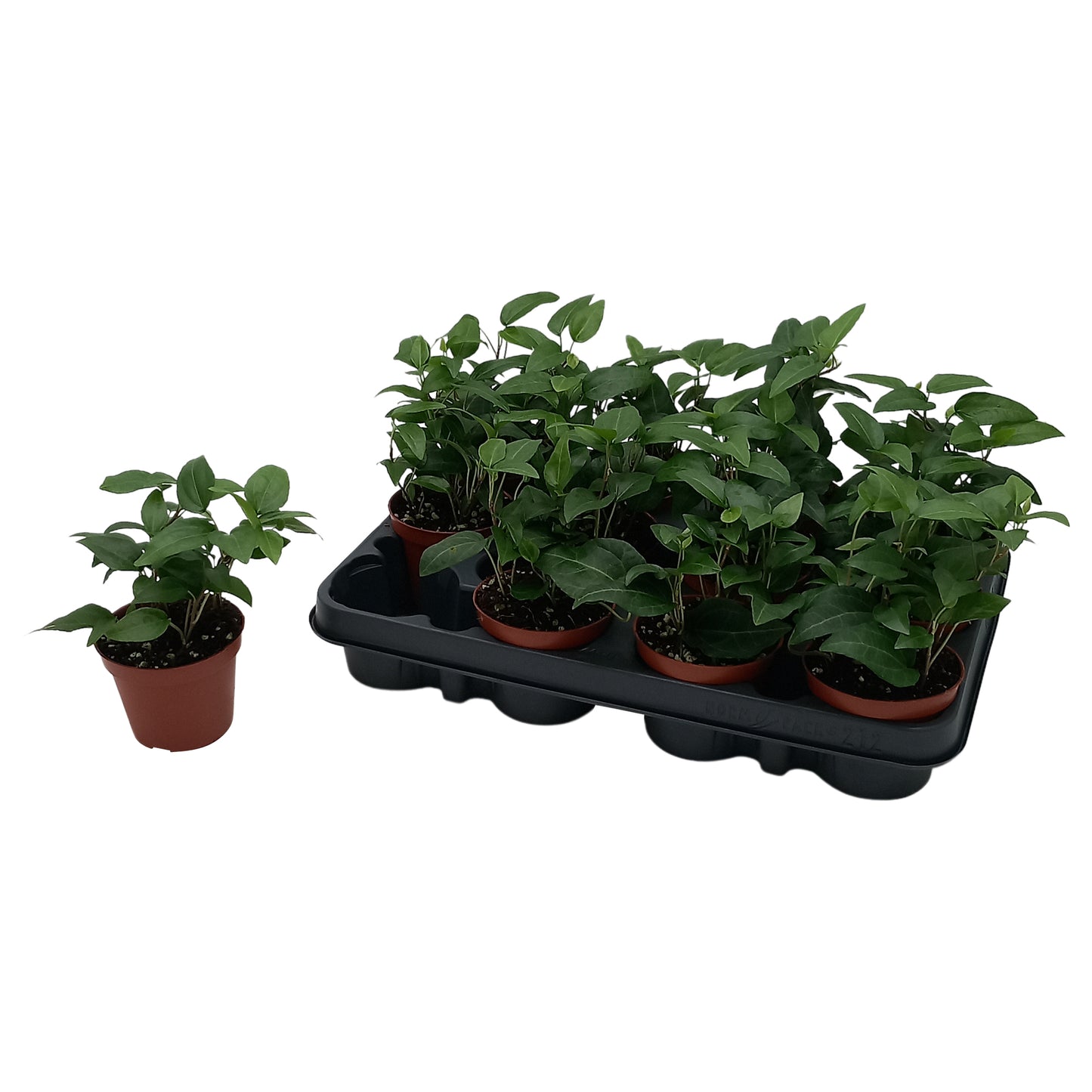 Hedera helix Special Pot (508)