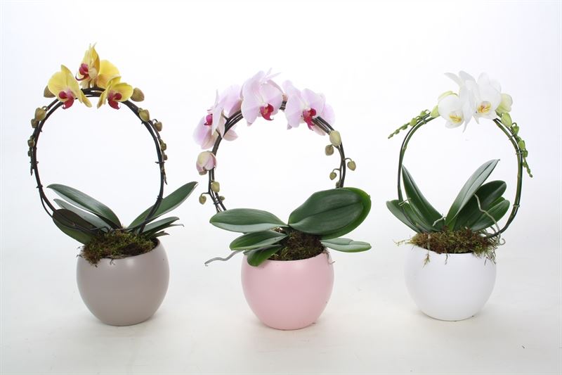 Phalaenopsis mix 45cm 12cm Pot