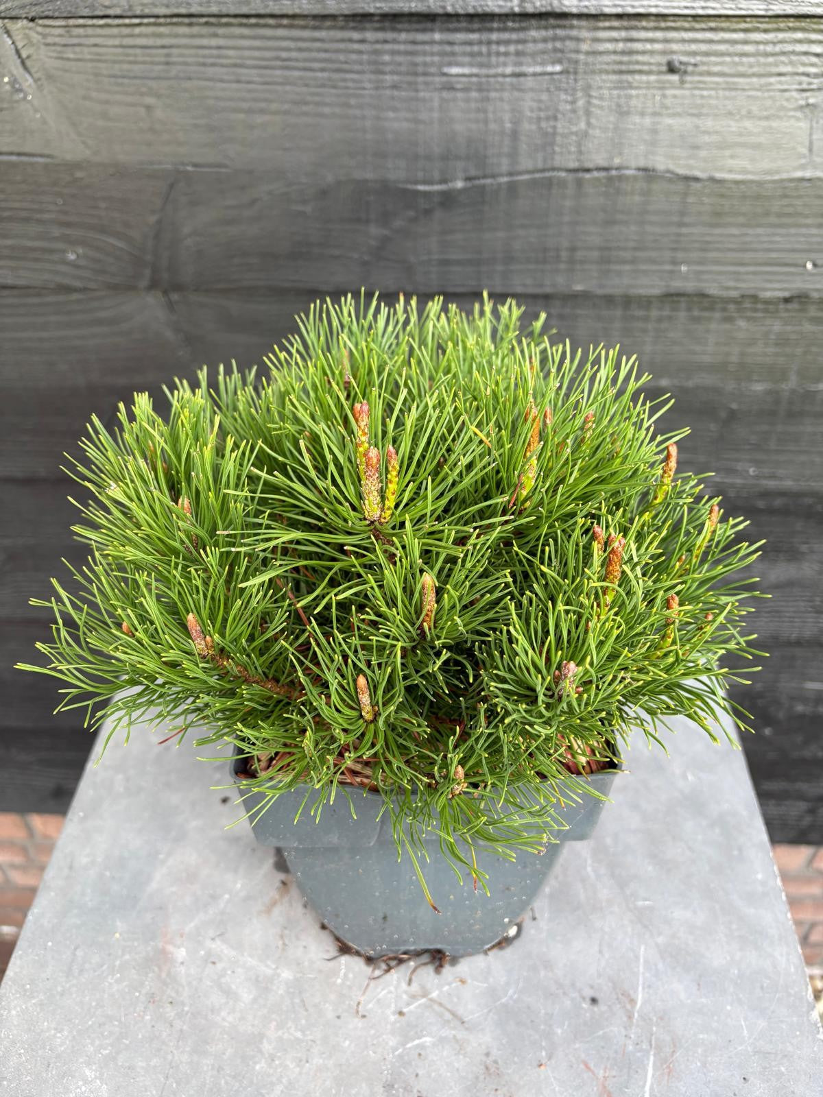 Pinus mugo Mughus 35cm 17cm Pot