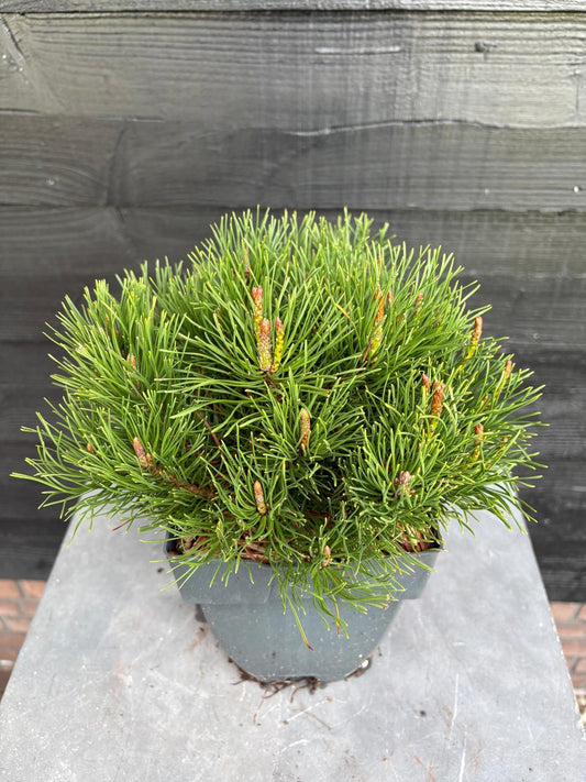 Pinus mugo Mughus 35cm 17cm Pot