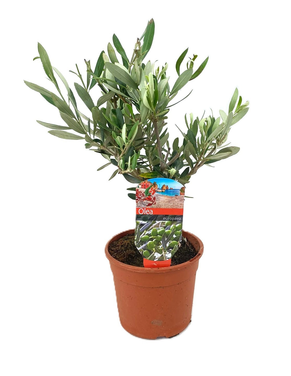 Olea europaea 35cm 14cm Pot