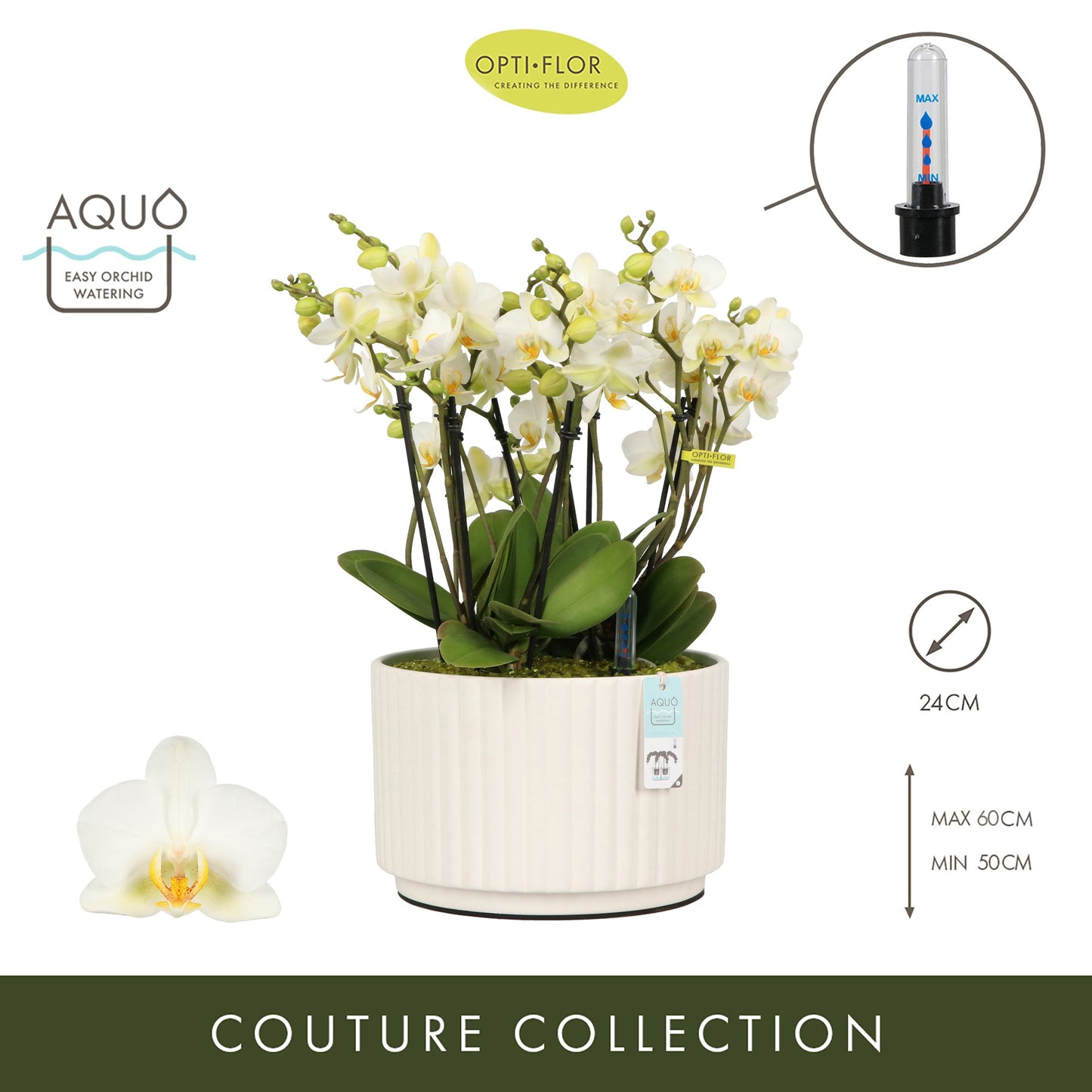 Arrangementen Phalaenopsis multiflora H% 24cm Pot