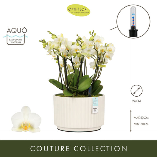Arrangementen Phalaenopsis multiflora H% 24cm Pot