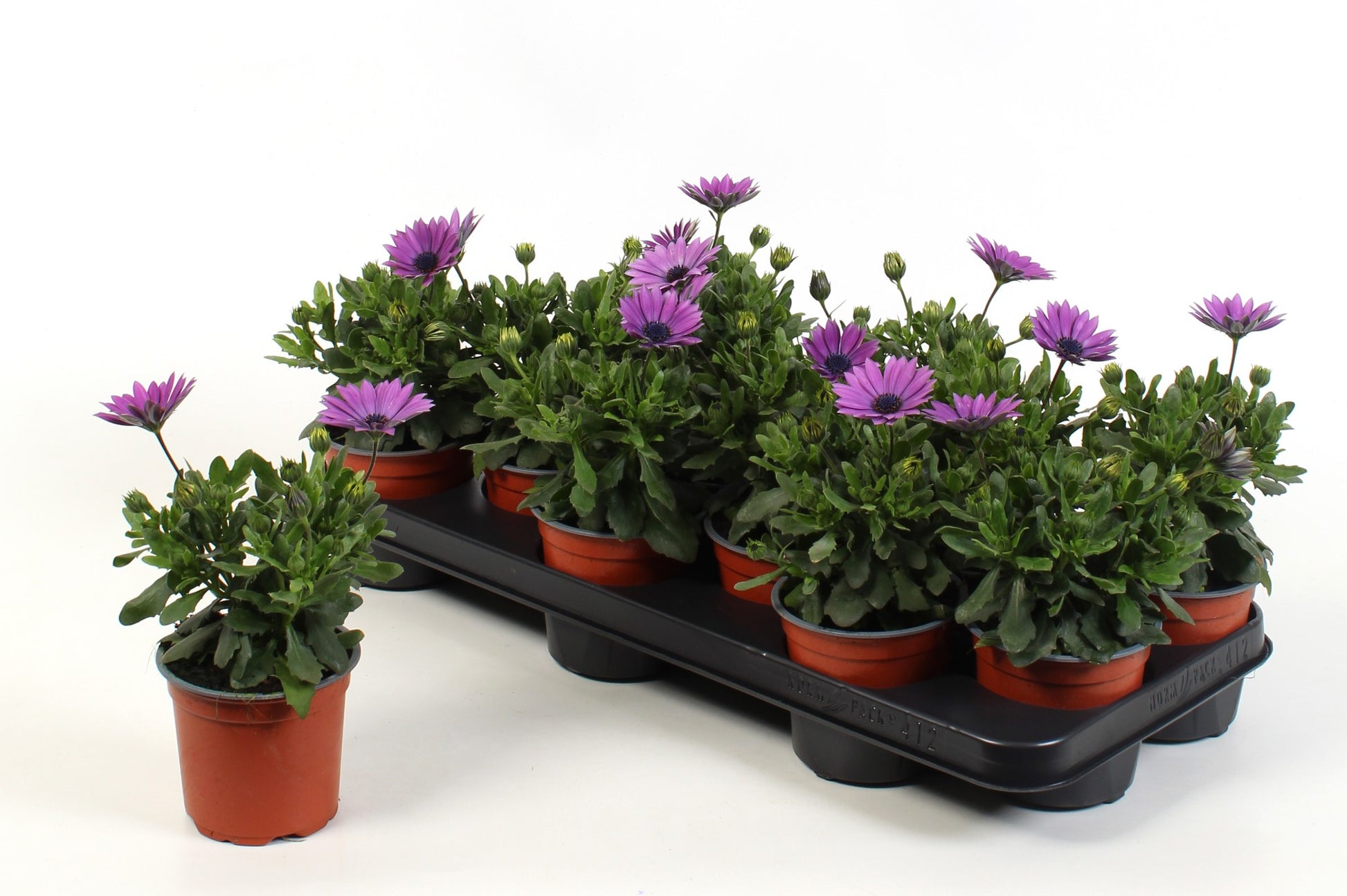 Osteospermum Flowerpower Pink 17cm 510cm Pot