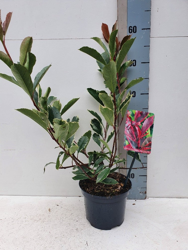 Photinia Pink Marble 55cm 17cm Pot