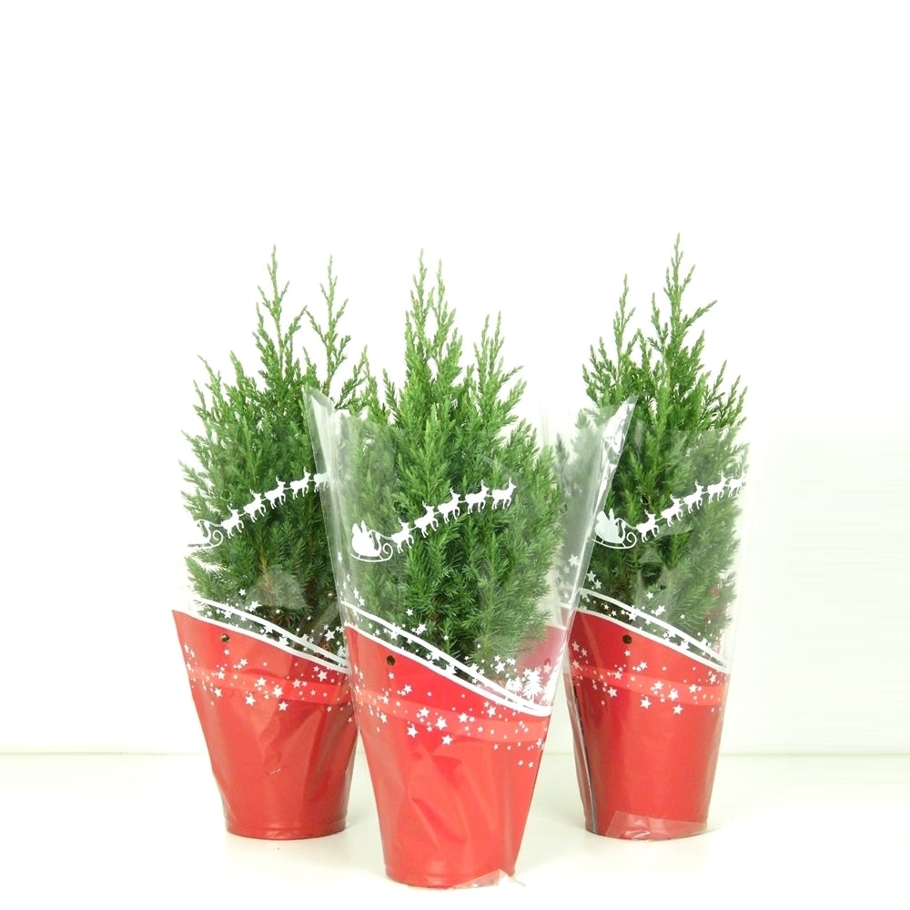 Juniperus Stricta 60cm 13cm Pot