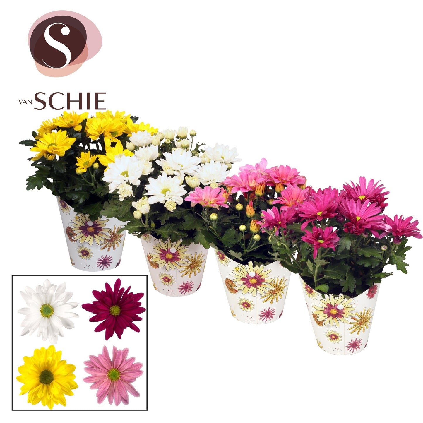 Schie Van Chrysanthemum Grandezza in Xmas potcover Pack of 8