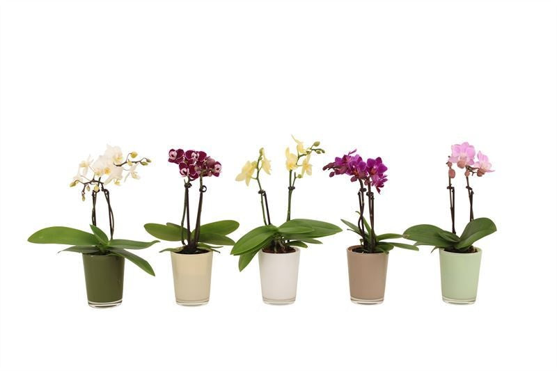 Phalaenopsis hybrid 17cm 6cm Pot