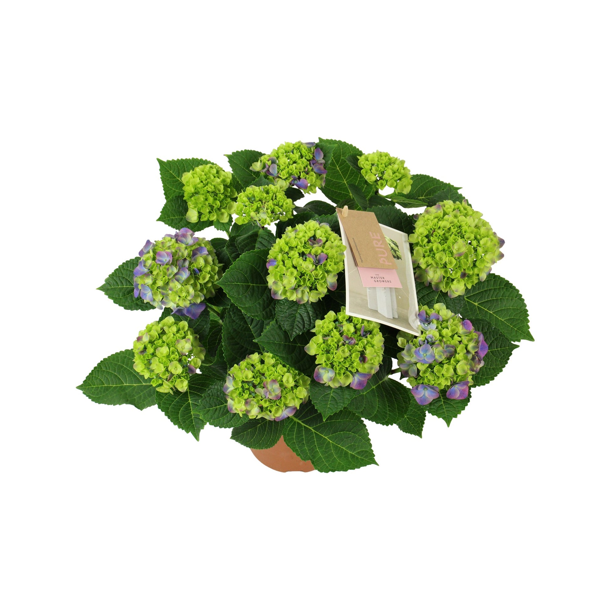Hydrangea macrophylla Ningbo 40cm 14cm Pot