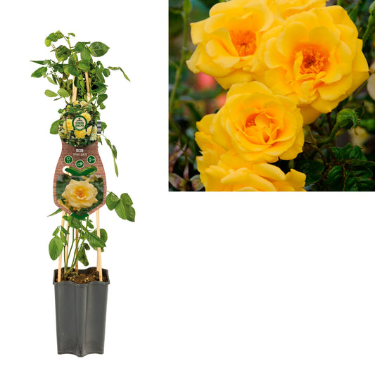 Rosa Spring Queen 65cm 15cm Pot