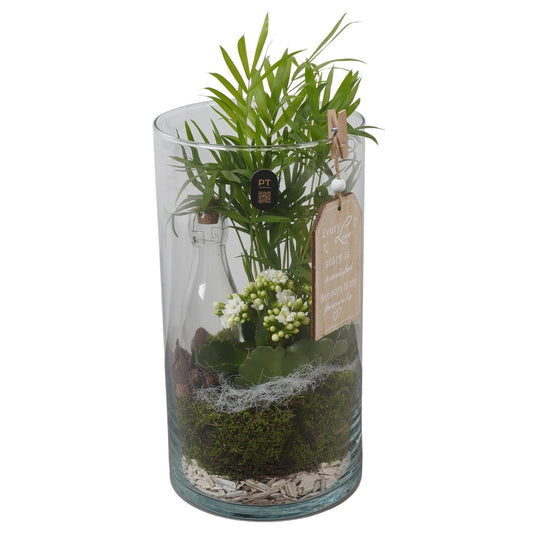 Indoor arrangement 37cm 16cm Pot