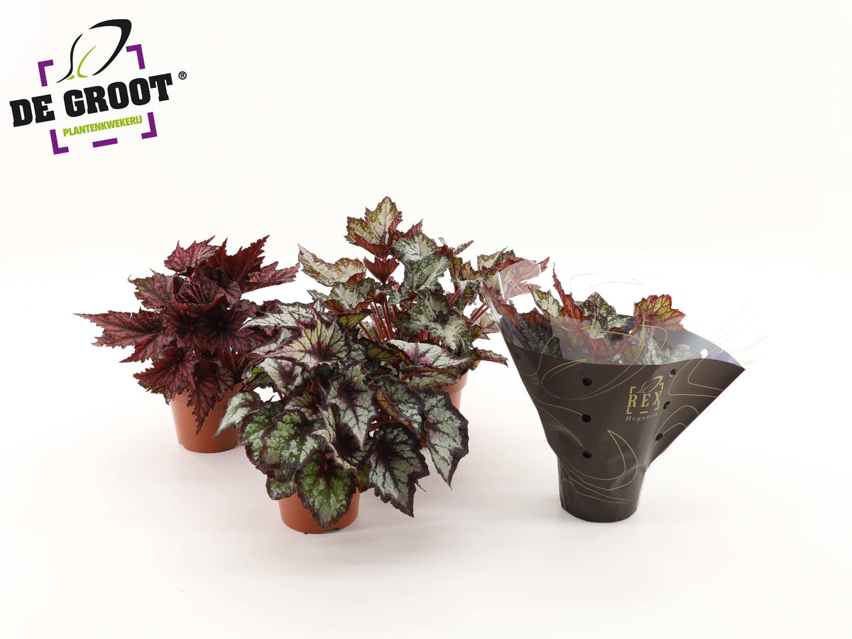 Begonia rex mix 25cm 12cm Pot