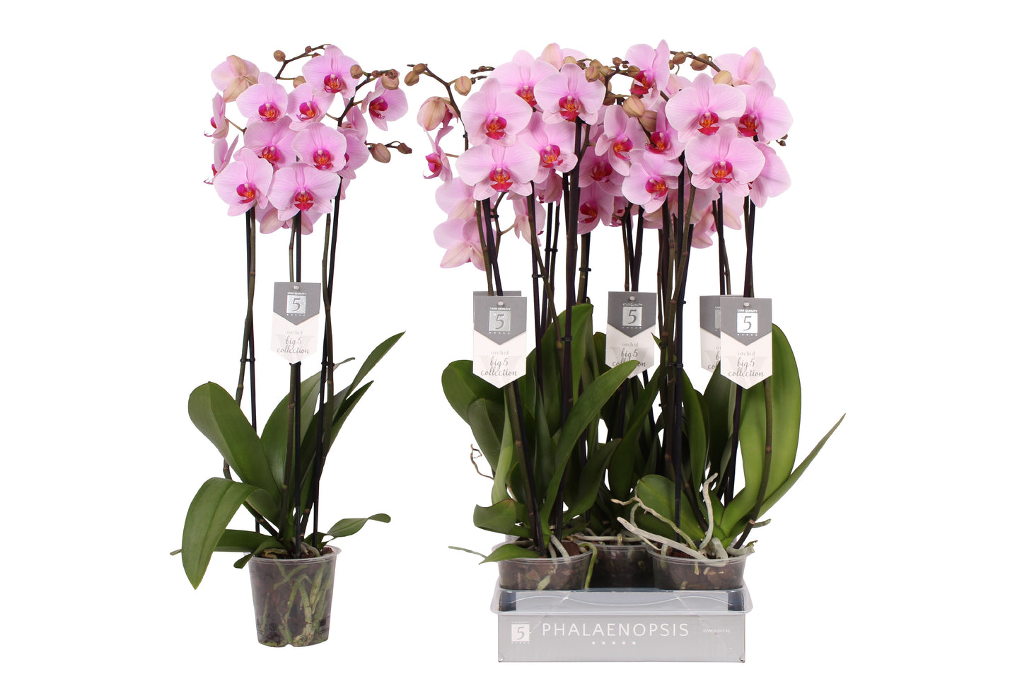 Phalaenopsis Washington 70cm 12cm Pot