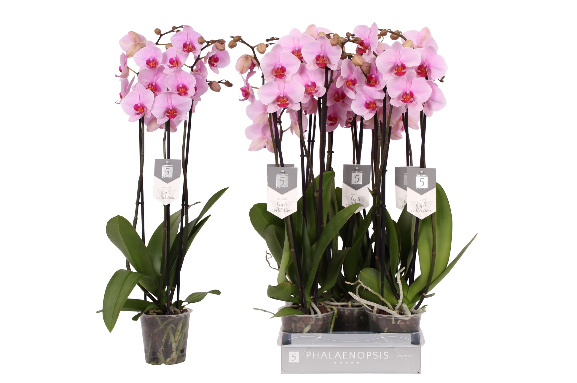 Phalaenopsis Washington 70cm 12cm Pot