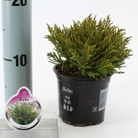 Hebe ochracea 10cm 510cm Pot