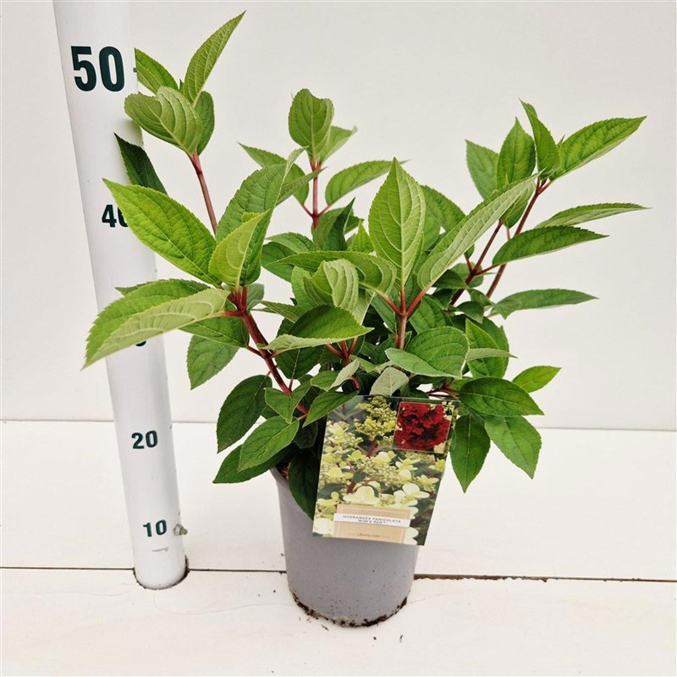 Hydrangea pan. Wim's Red 40cm 17cm Pot